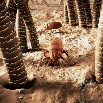 Ácaros del polvo en el colchón