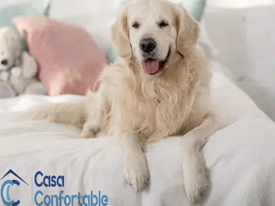 Quitar pelos de perro o gato de la cama