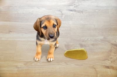 Limpieza rápida de un accidente de mascota en parquet
