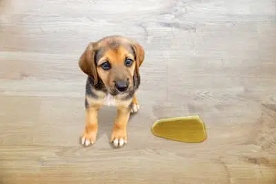 Limpieza rápida de un accidente de mascota en parquet