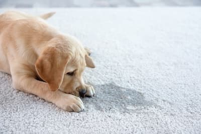 Zona de moqueta afectada por olor de mascota